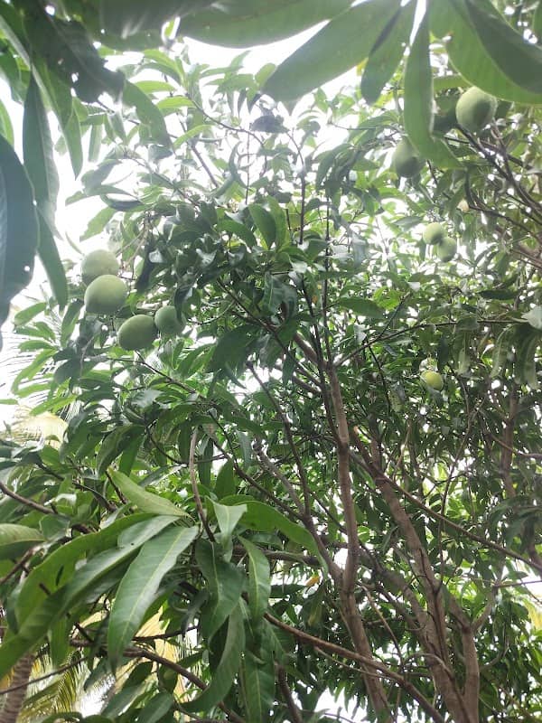 Merku Kadu Thottam - Image 1