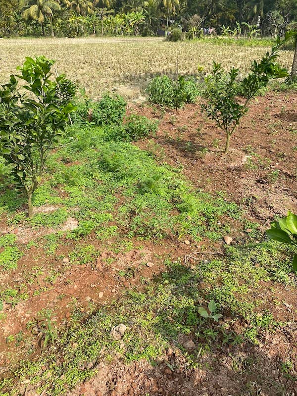 Lopa agro farm - Image 1
