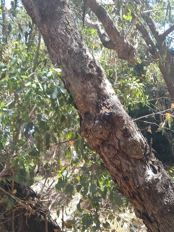 Booralie Way Reserve - Image 1
