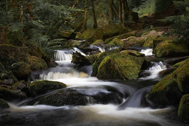 Wyming Brook Woodland - Image 1