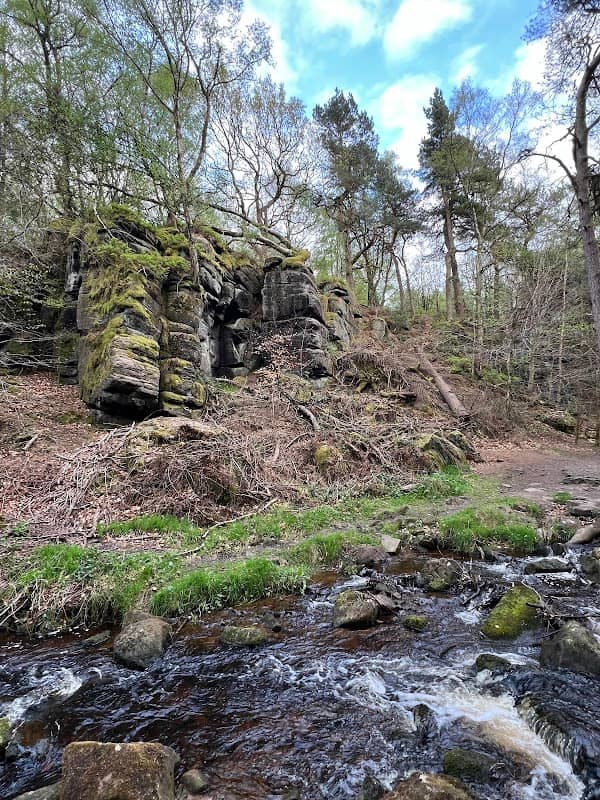 Wyming Brook Woodland - Image 2