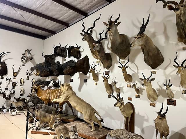 Longhorn Museum - Image 1