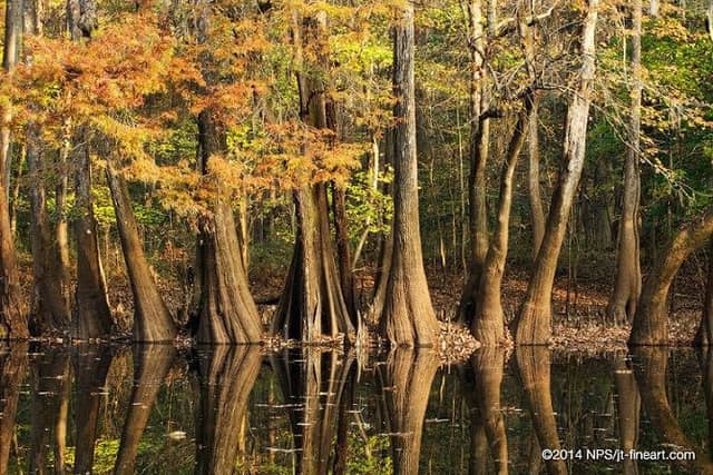 Congaree National Park - Image 1