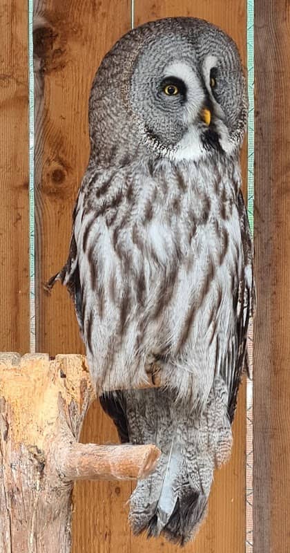 Owl Park San Vigilio - Zoological Park with Owls and Other Birds of Prey - Image 2
