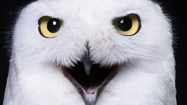 Owl Park San Vigilio - Zoological Park with Owls and Other Birds of Prey - Image 1