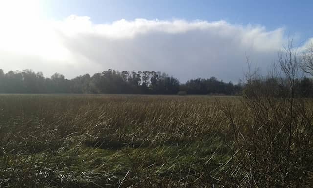 Bosque Humedal - Image 2