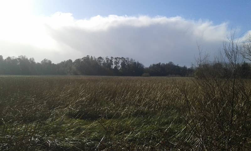 Bosque Humedal - Image 2