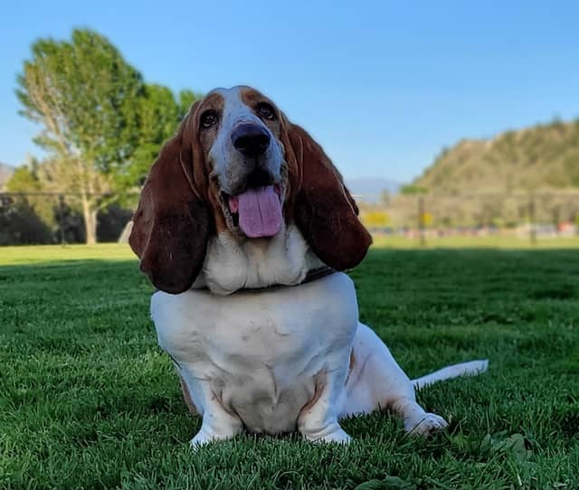 Dallas Dog Park - Image 2