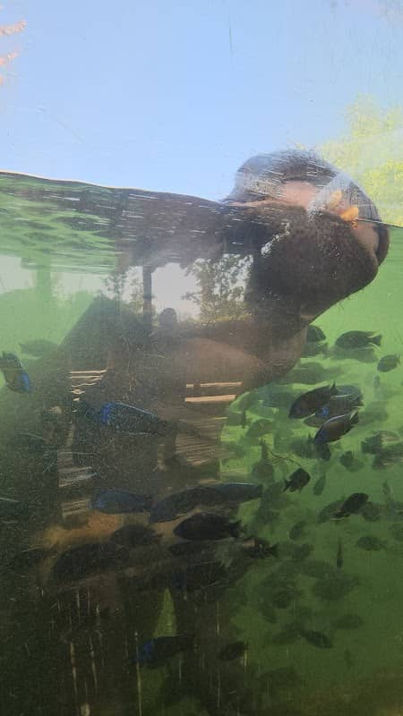 Hippo Underwater - Image 2
