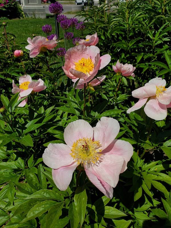 Willowdale Park - Image 2