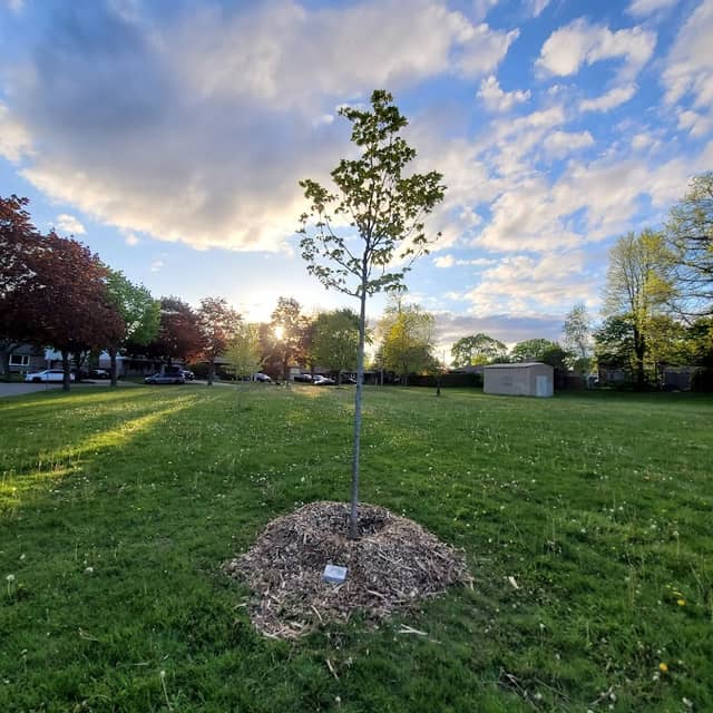Willowdale Park - Image 1