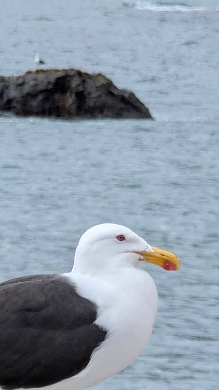 Comedero de Lobos Gaviotas y Pelícanos (Las Higueritas) - Image 1