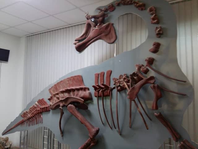 Paleontologicheskiy Muzey, Amurskiy Nauchnyy Tsentr Dal'nevostochnogo Otdeleniya Ran V Blagoveshchenske - Image 1