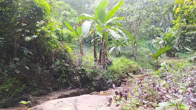 Erappanpaara Waterfalls ഇരപ്പൻപാറ വെള്ളച്ചാട്ടം - Image 2