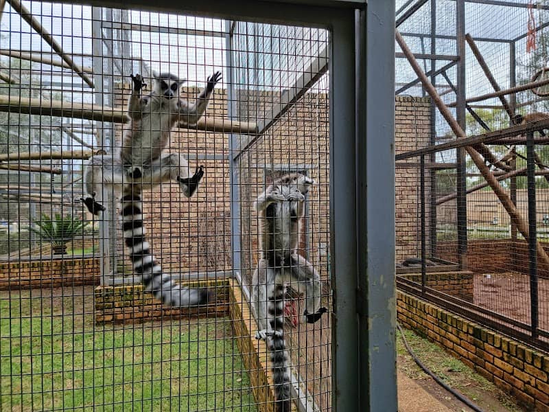 Benoni Monkey And Bird Park - Image 2