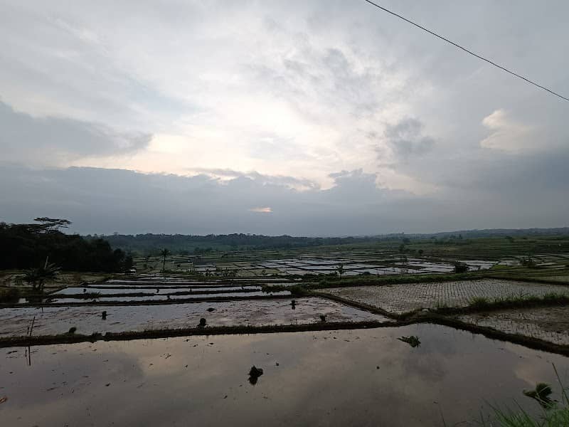 Ubud view - Image 1