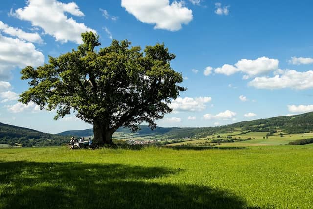 Aussichtspunkt Kugelbaum - Image 1
