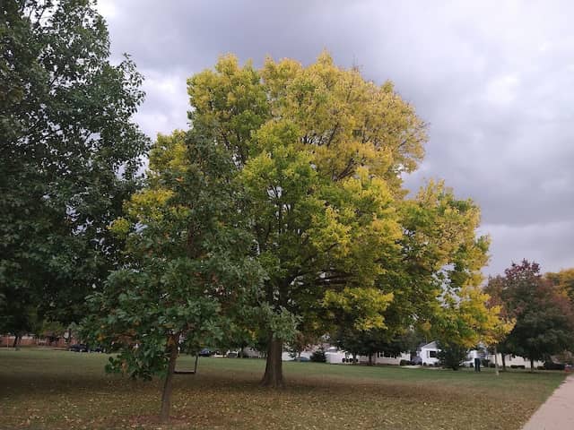 Newman Park - Image 1