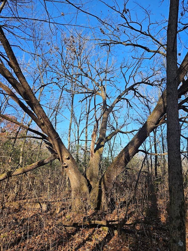Eagle Loop trail - Image 2