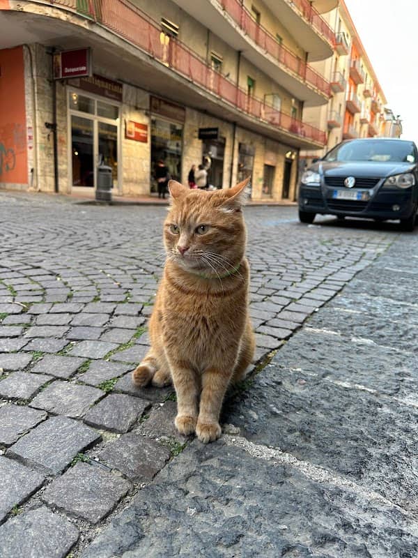 Gatto Kyo - Image 1