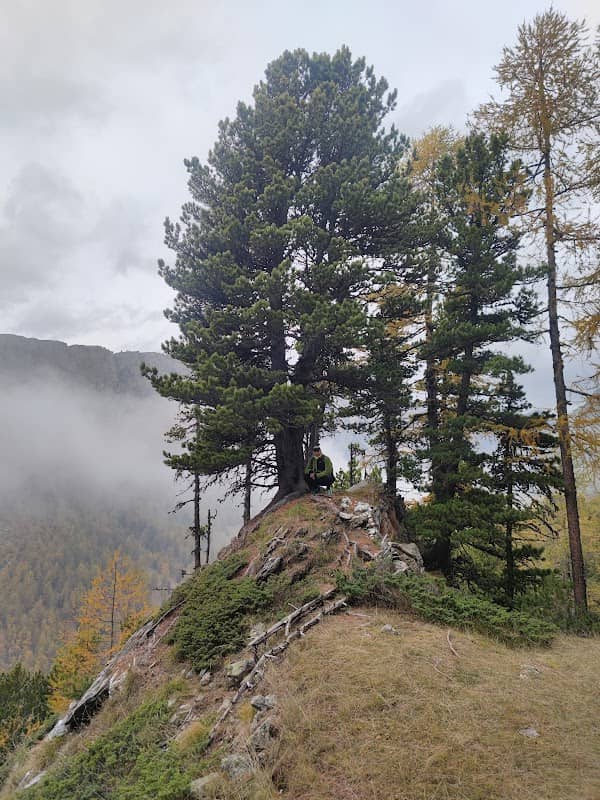 Alevè mets - Image 2