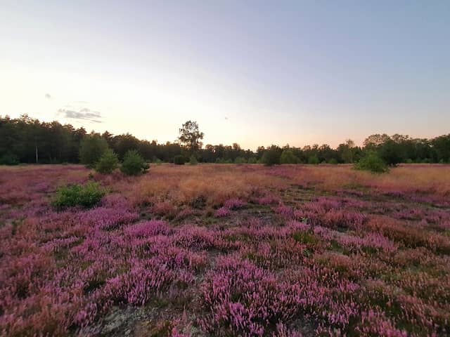 Bokeler Heide - Image 1