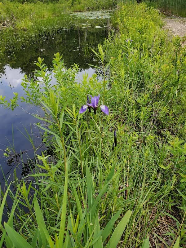 Simons Pond Road - Image 1