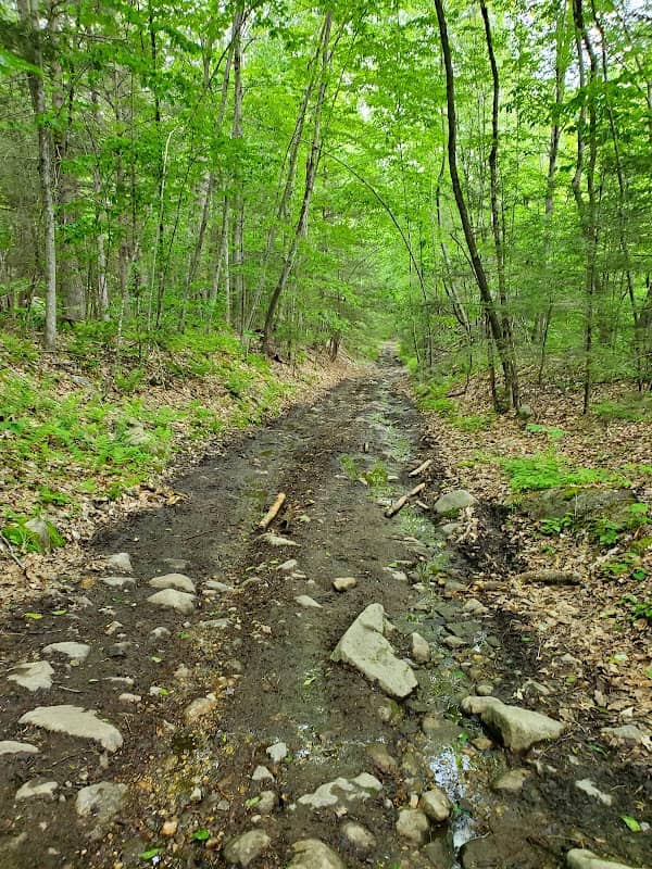 Simons Pond Road - Image 2
