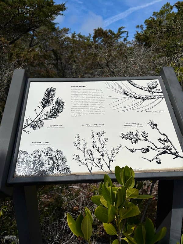 Jug Handle State Park - Pygmy Forest- Trail Destination - Image 2