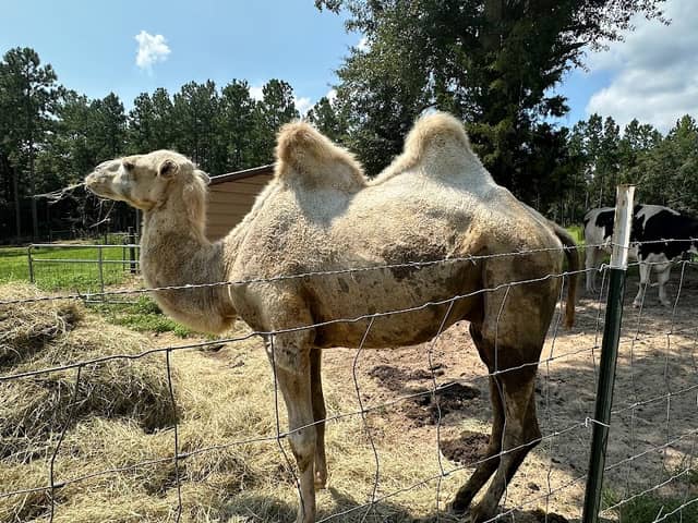 Marley Acres Petting Zoo - Image 1