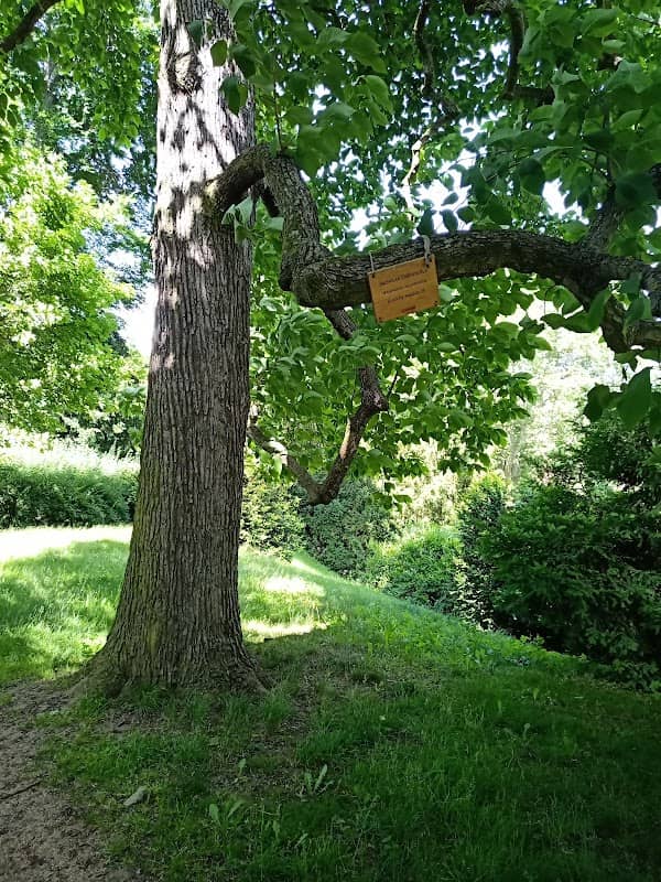 Šácholan zašpičatělý - Image 1