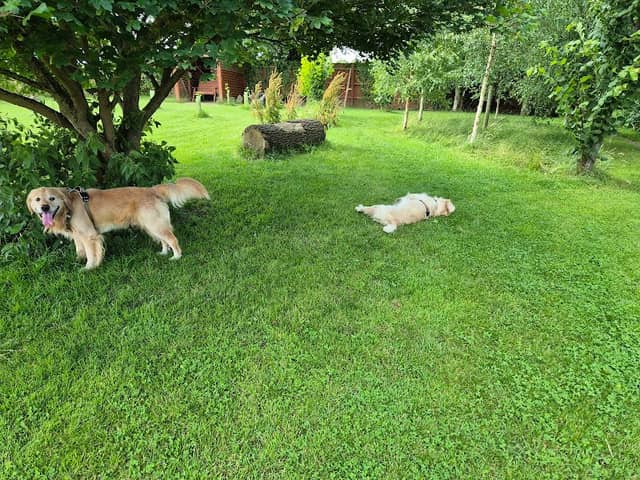 Paws & Play Paddock Dunham - Image 2