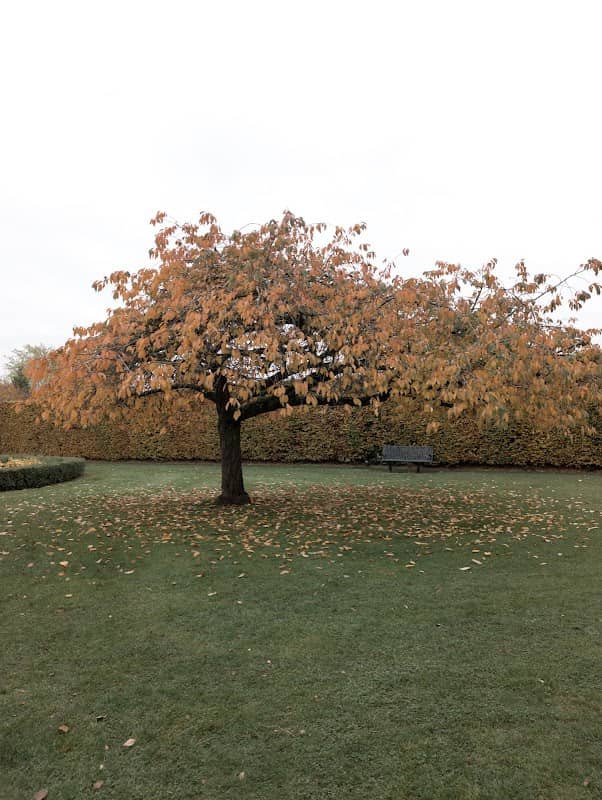 Millennium garden - Image 1