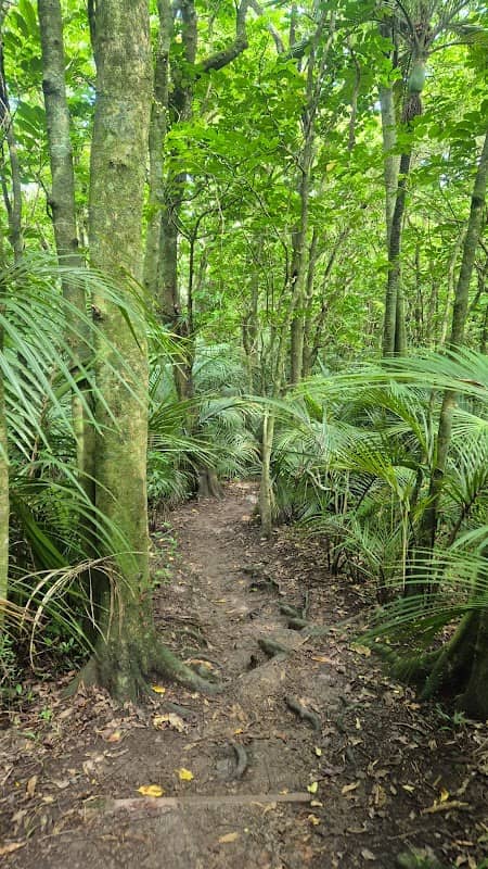 Barry Hadfield Nikau Reserve Lookout - Image 2
