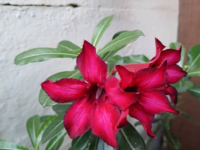 WeH Rosas Do Deserto - Image 2