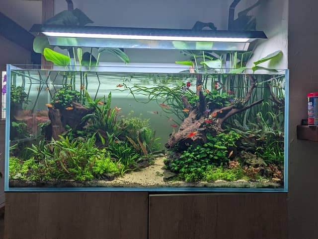 Ed's Planted Tanks -Aquascaping Design Service- - Image 1