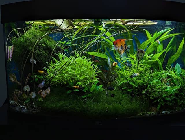 Ed's Planted Tanks -Aquascaping Design Service- - Image 2