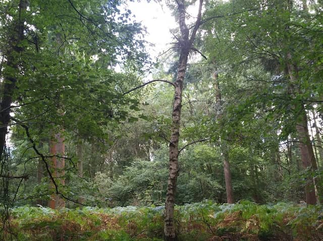 Bucknell Wood, Abthorpe - Image 2