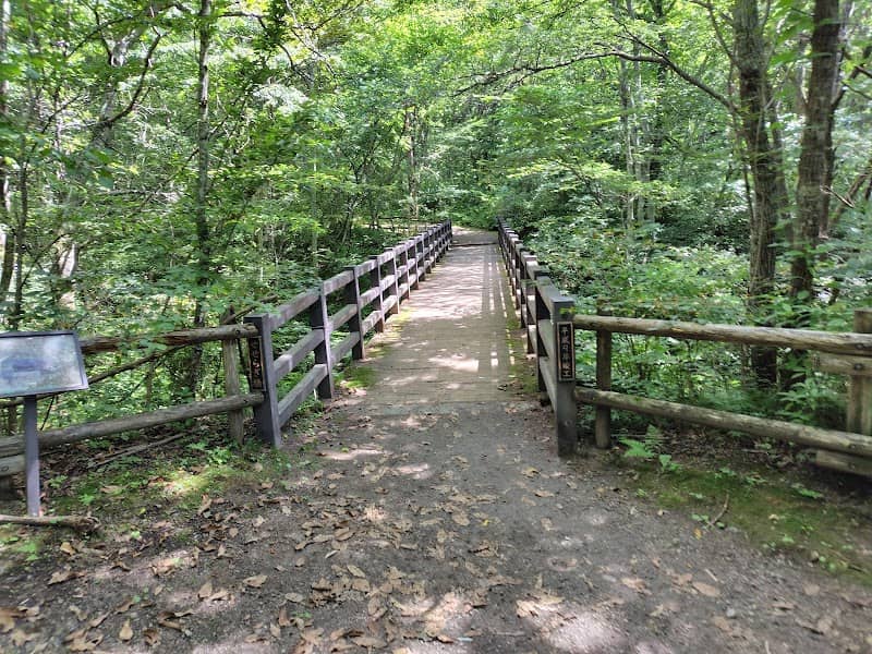 Sengataki Waterfall Stream Path - Image 2