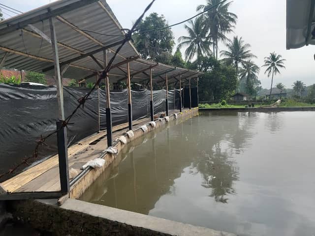 Pemancingan Ikan Mas Balong Ciloa - Image 1