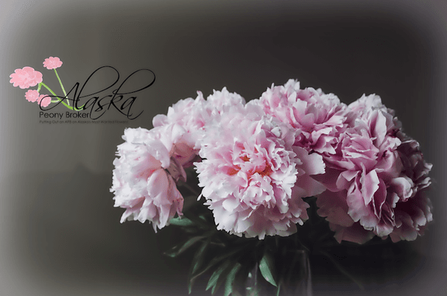 Alaska Peony Broker - Image 1