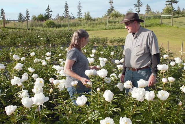 Alaska Peony Broker - Image 2