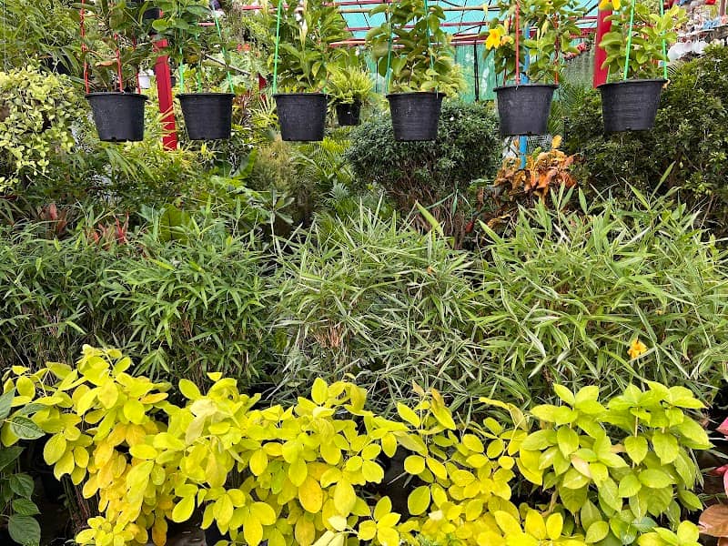 Looksawmea Garden - Image 1