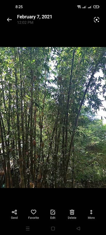Bamboo Hills - Image 1