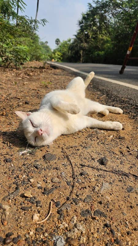 Watsa SAC Cat - Image 1
