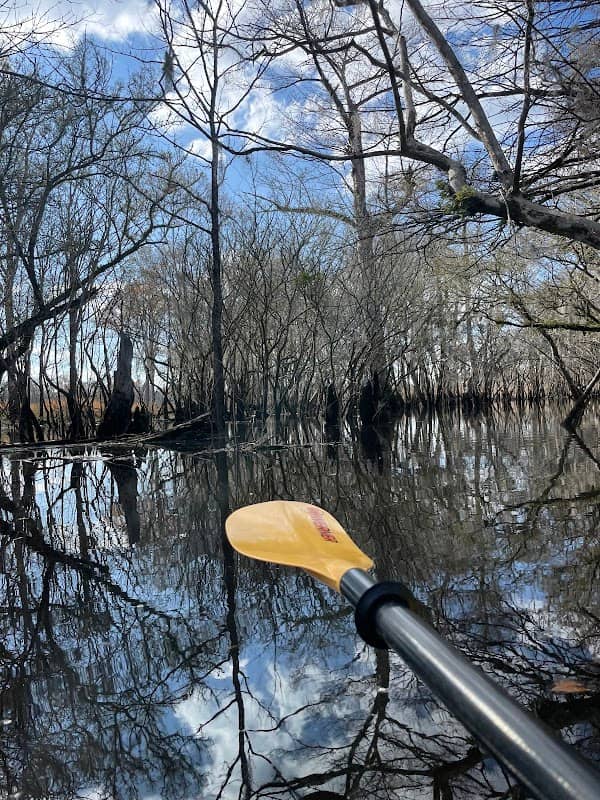 Black River Cypress Preserve - Peninsula Tract - Image 3