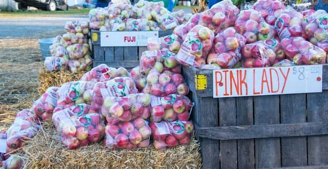 Georgia Apple Festival - Image 2