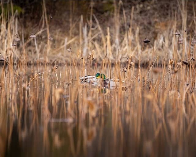 Samtec Nature Preserve - Image 2