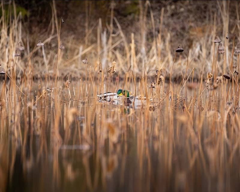 Samtec Nature Preserve - Image 2