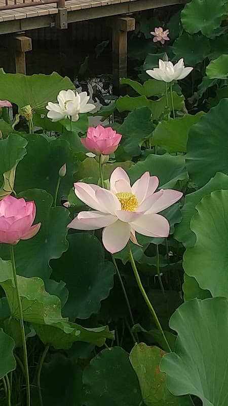 花菖蒲園 - Image 2